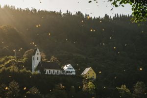 fall, leaves are falling, golden-4491113.jpg